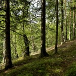 Kunčice p.O. typické suché tkz. selské lesíky